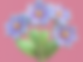Wild Flowers